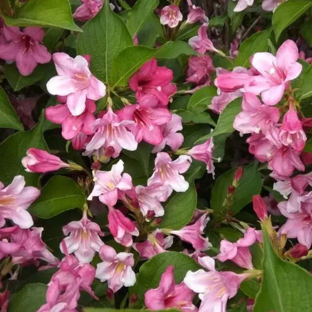 Превью изображения