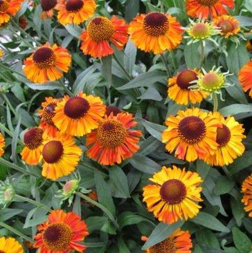 Превью изображения