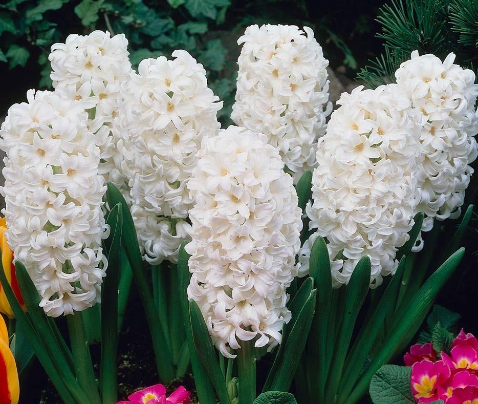 Превью изображения