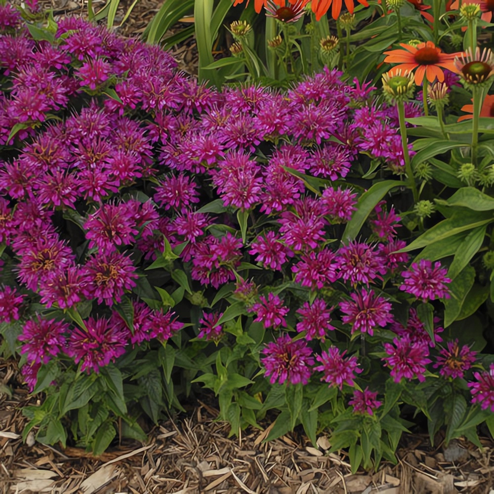 Превью изображения