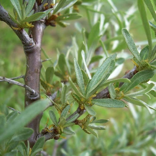 Превью изображения