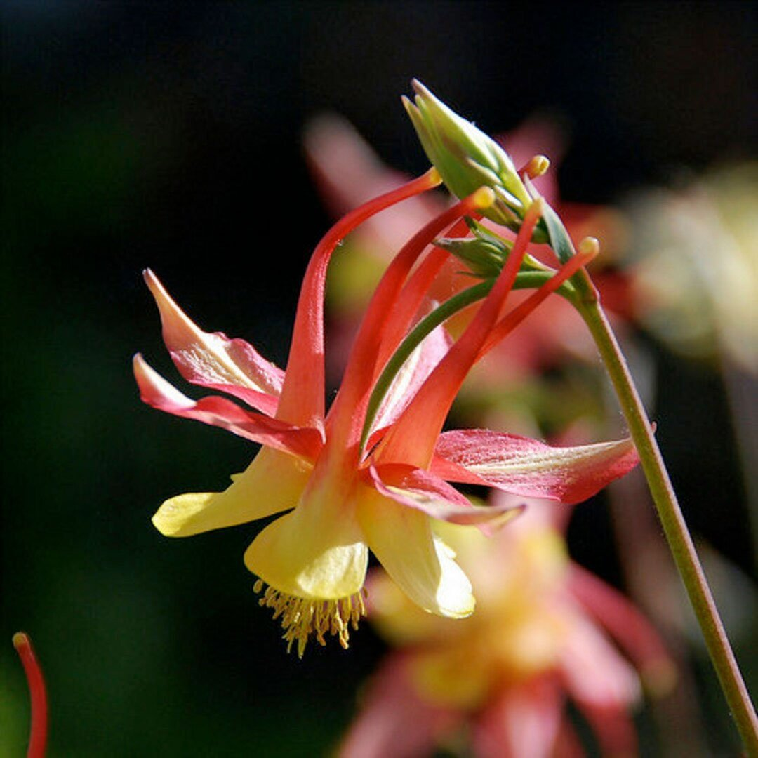 Превью изображения