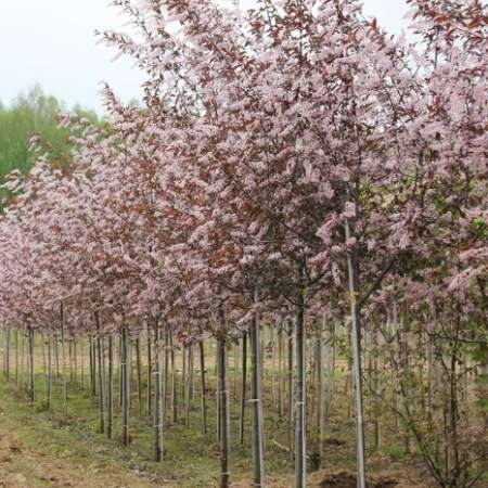 Превью изображения