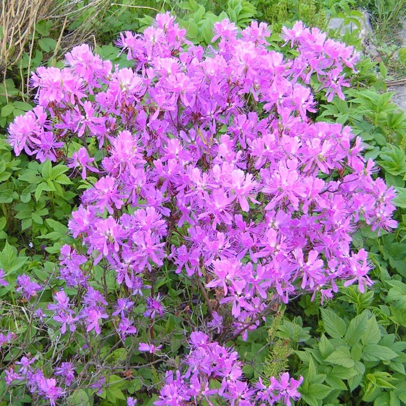 Превью изображения