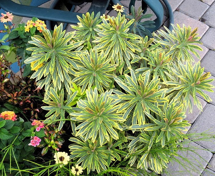 Превью изображения