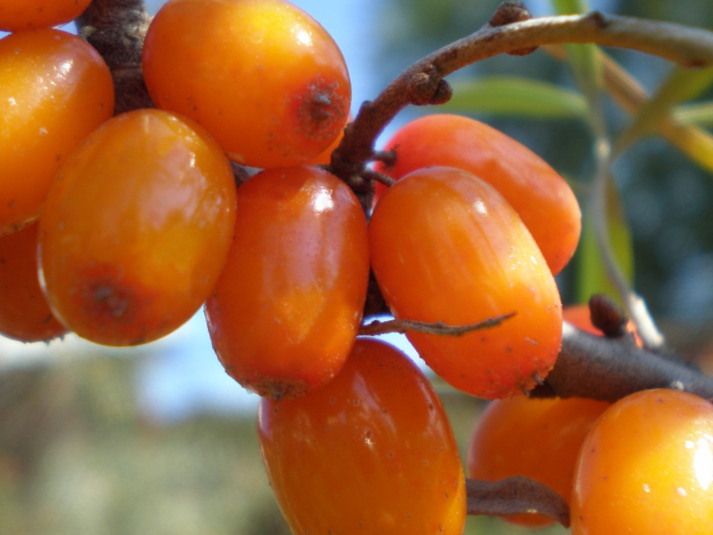 Превью изображения