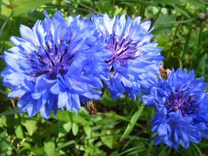 Превью изображения