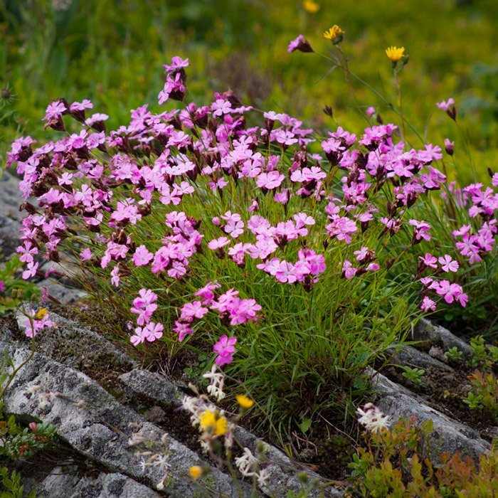 Превью изображения