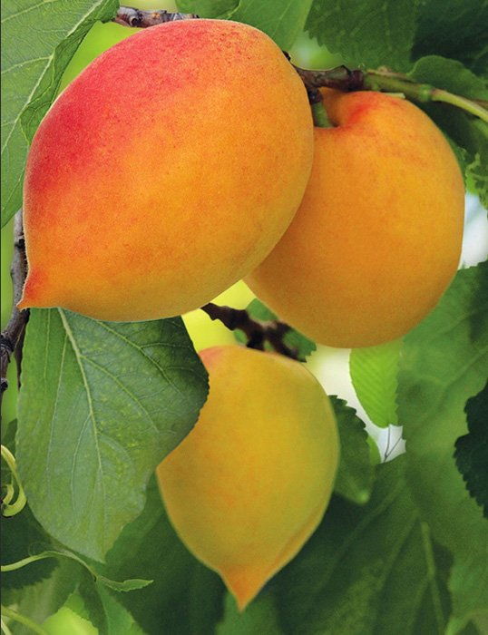 Превью изображения