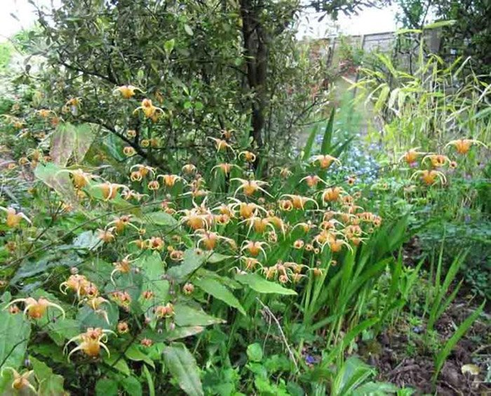 Превью изображения