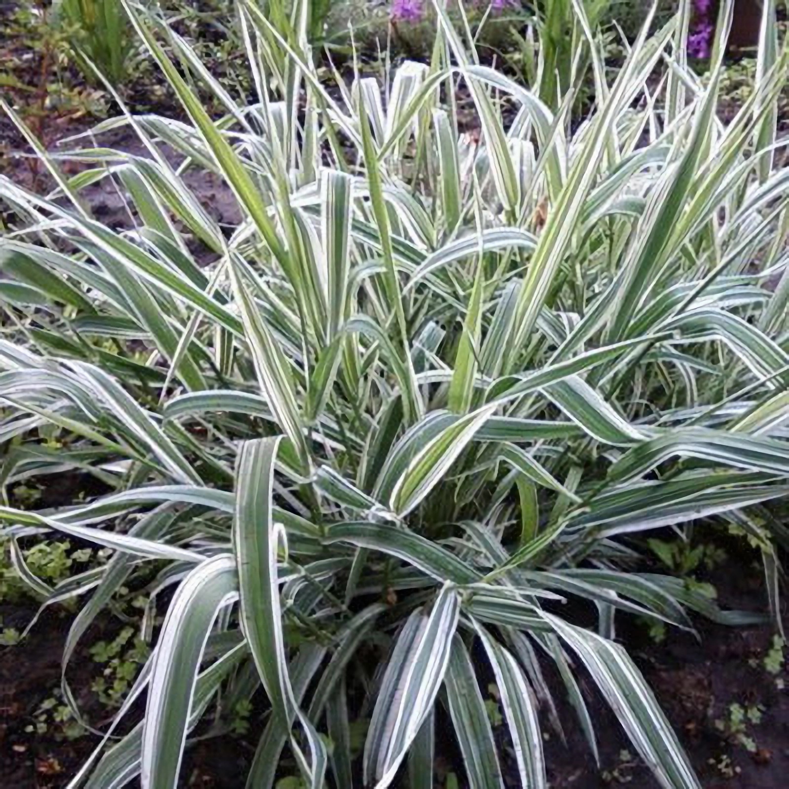 Превью изображения