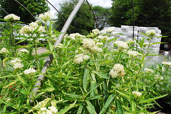 Превью изображения