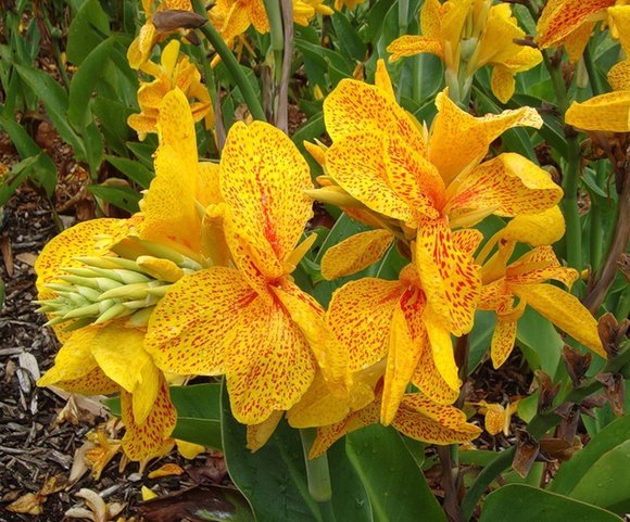 Превью изображения