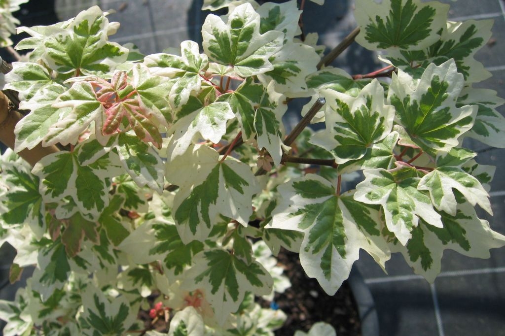 Превью изображения