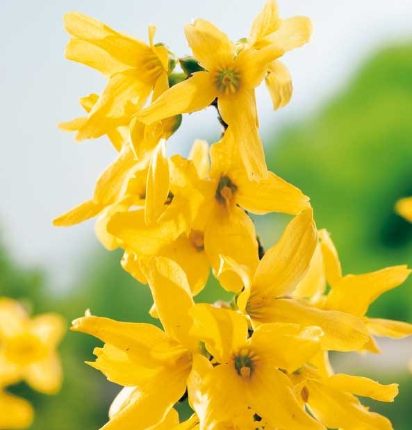 Превью изображения