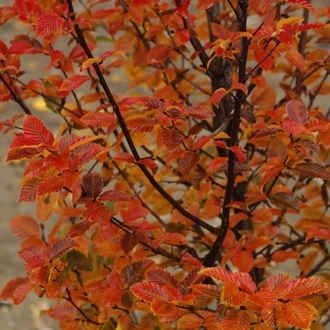 Превью изображения