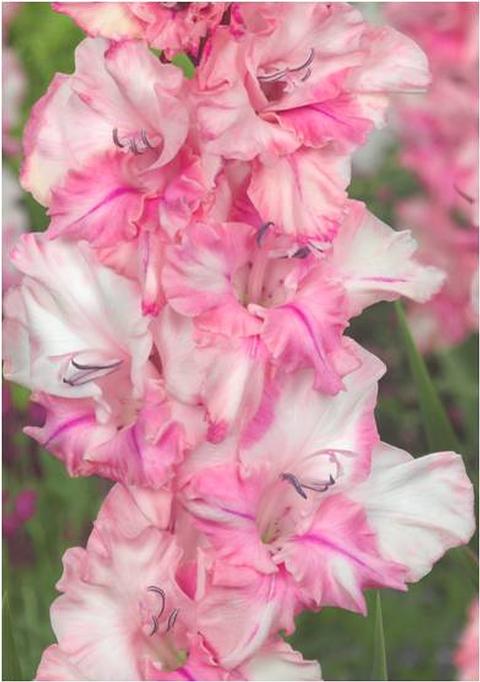 Превью изображения