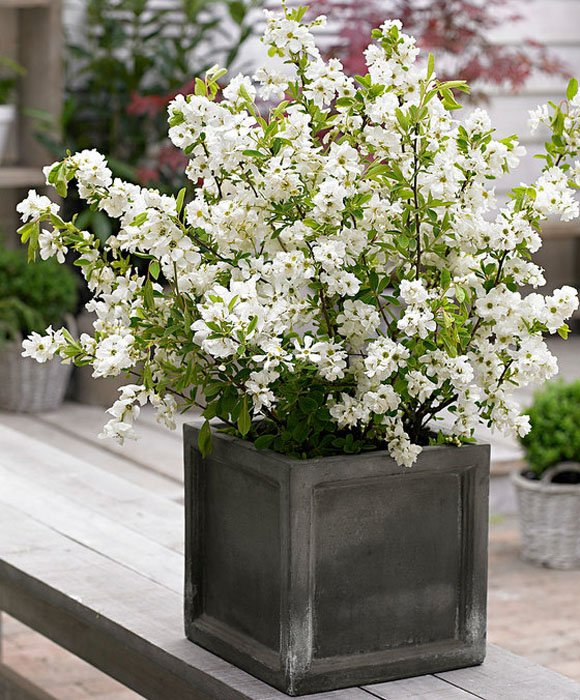 Превью изображения