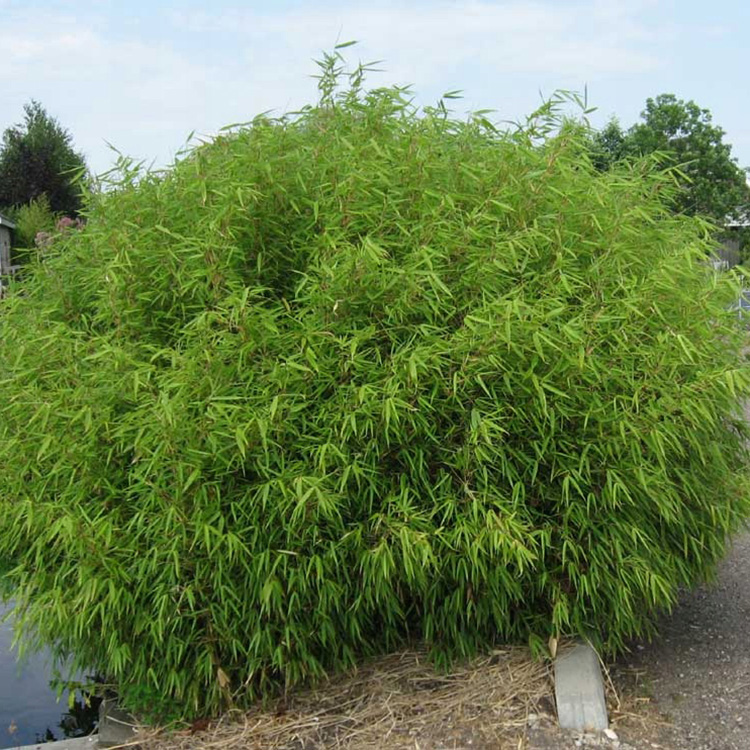 Превью изображения