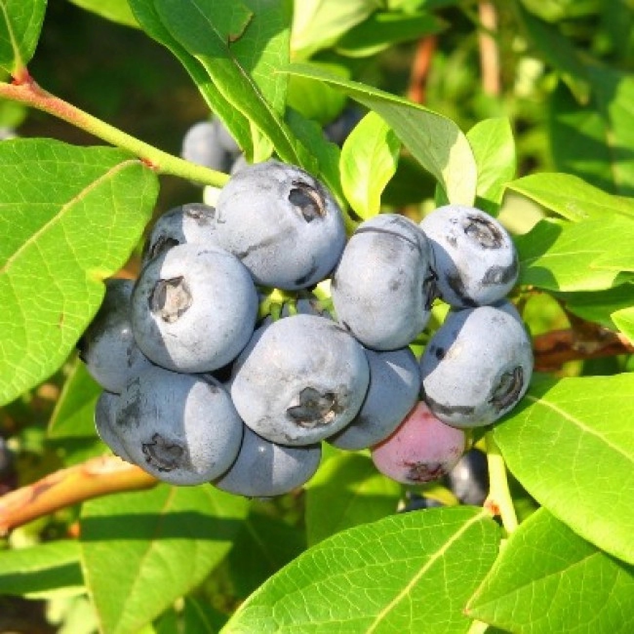 Превью изображения