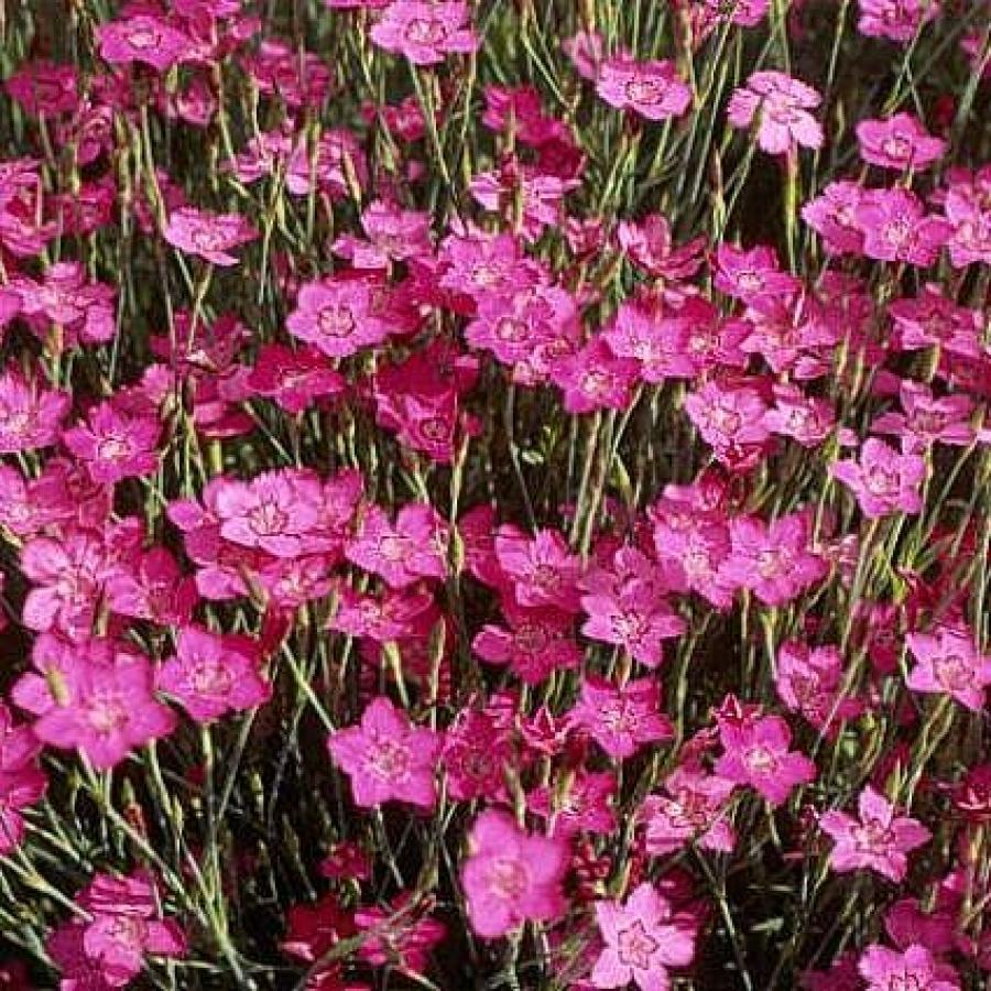 Превью изображения