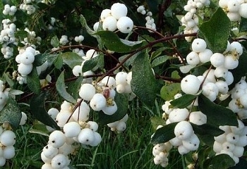 Превью изображения