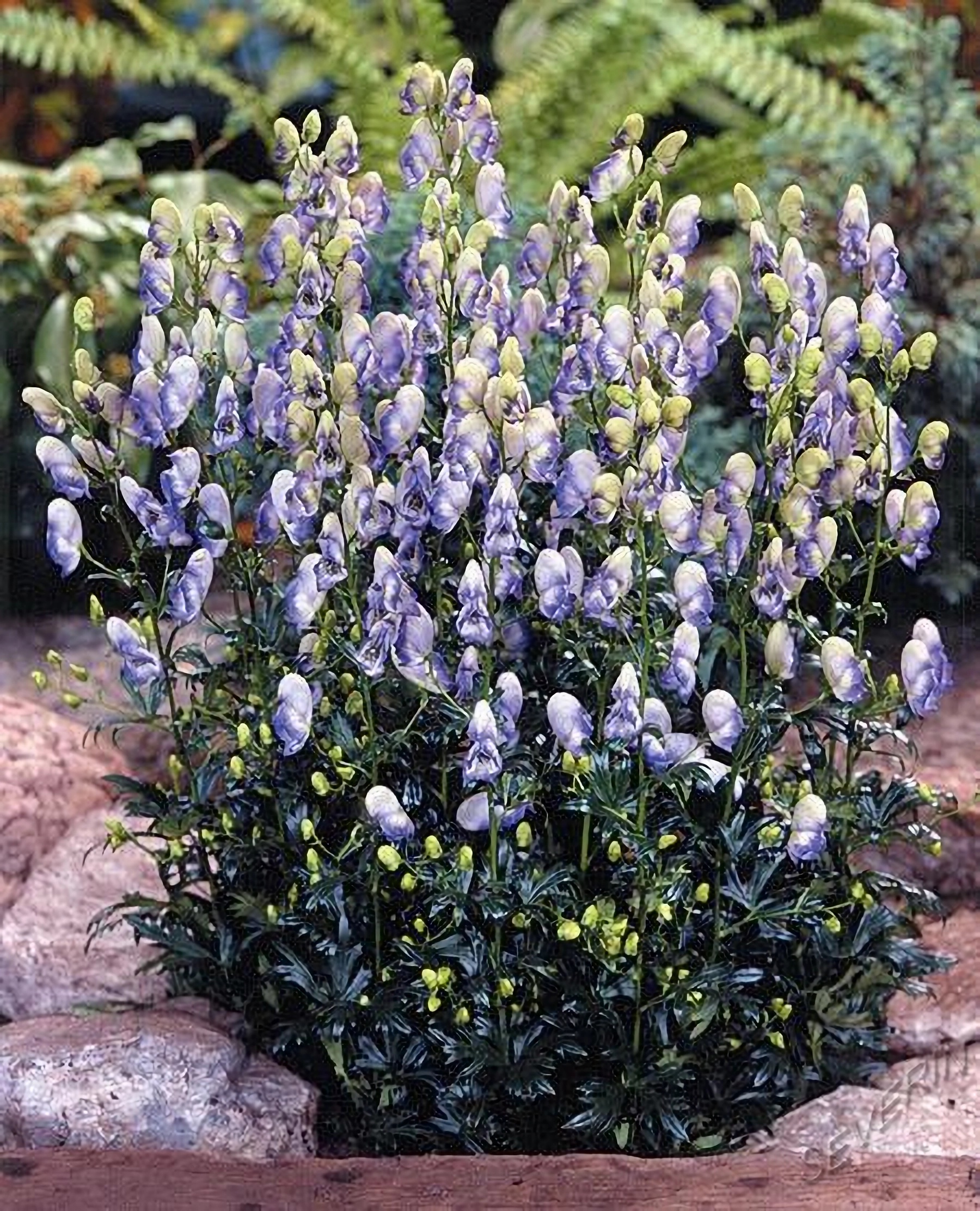 Превью изображения