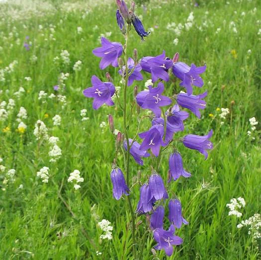 Превью изображения