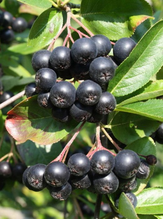 Превью изображения