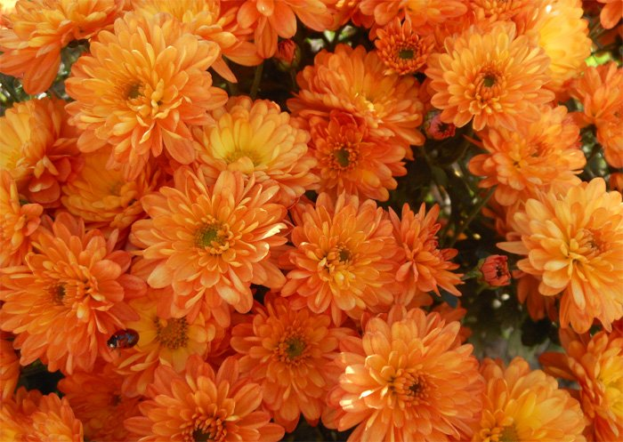 Превью изображения