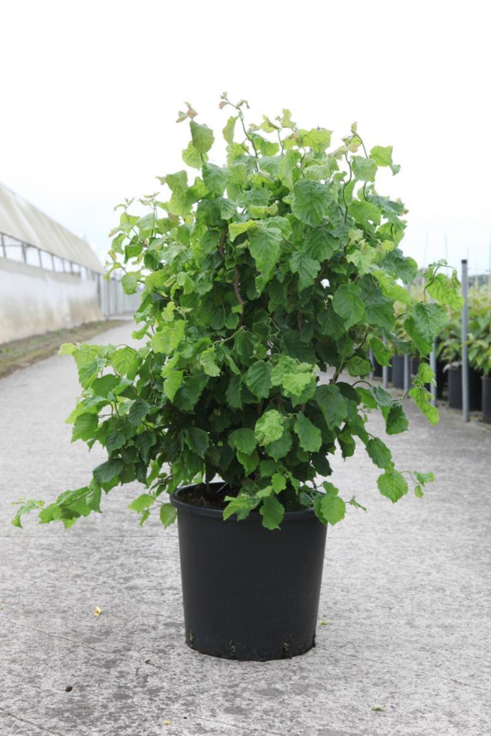 Превью изображения