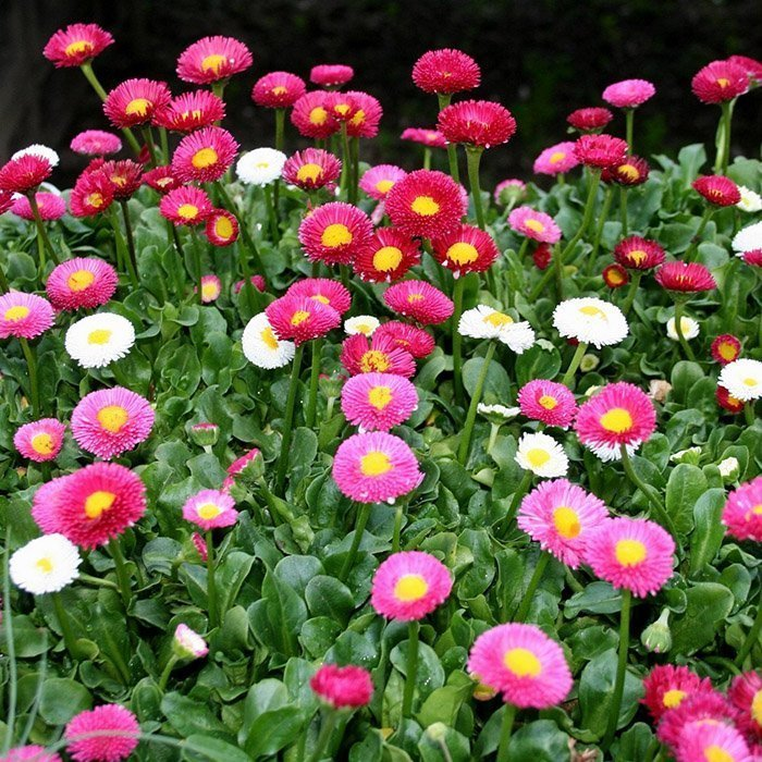 Превью изображения