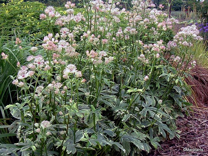 Превью изображения