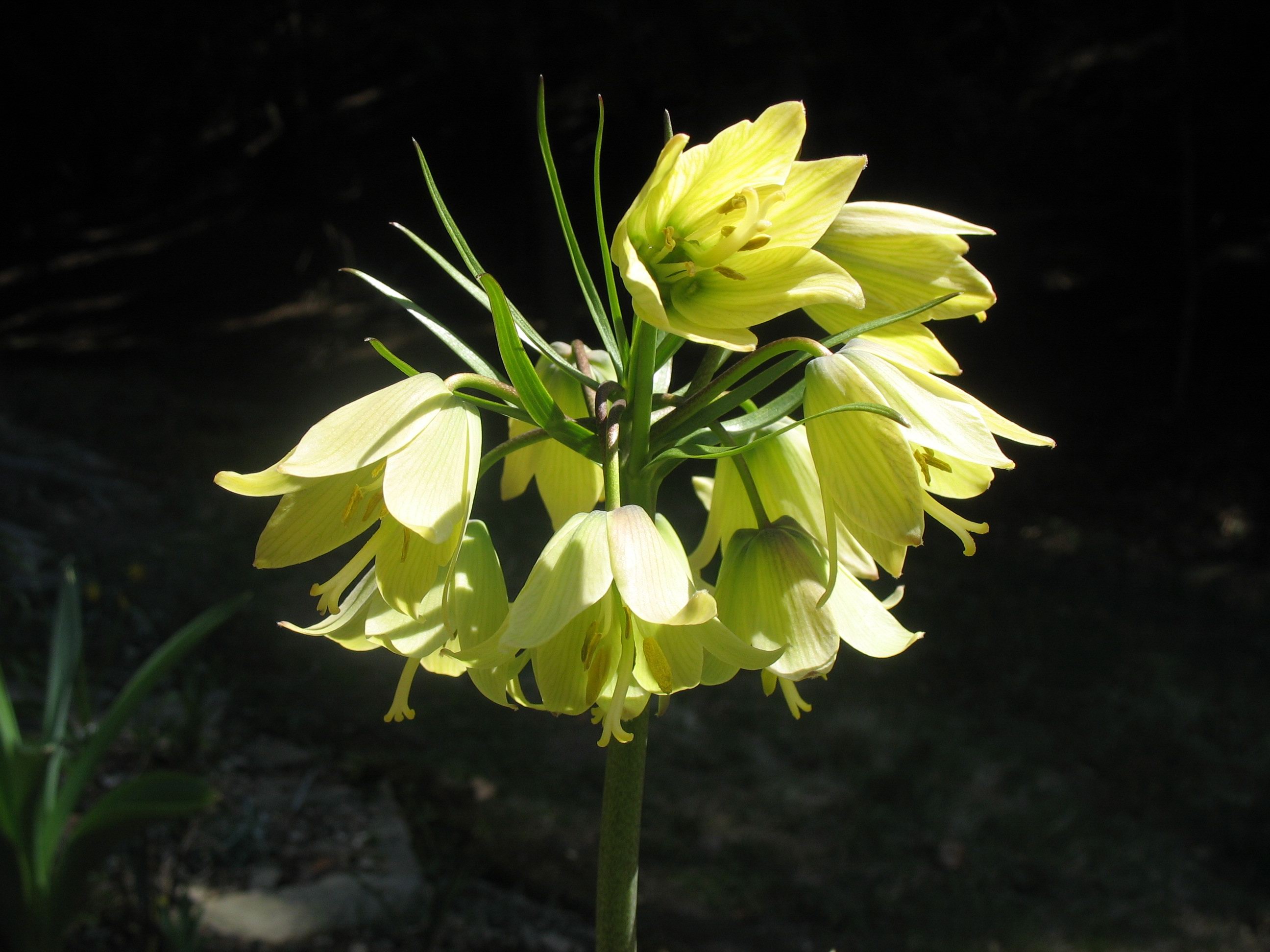 Превью изображения