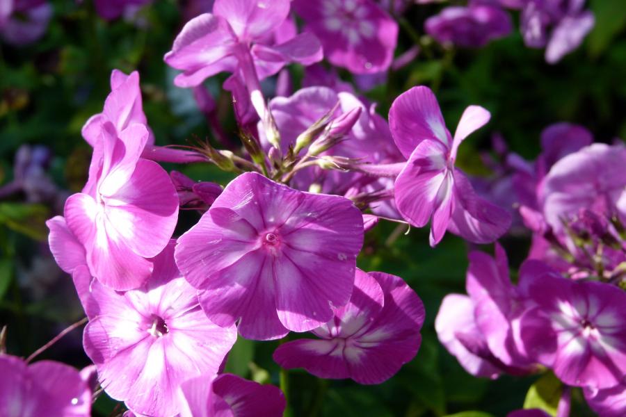 Превью изображения