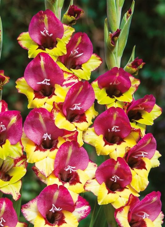 Превью изображения