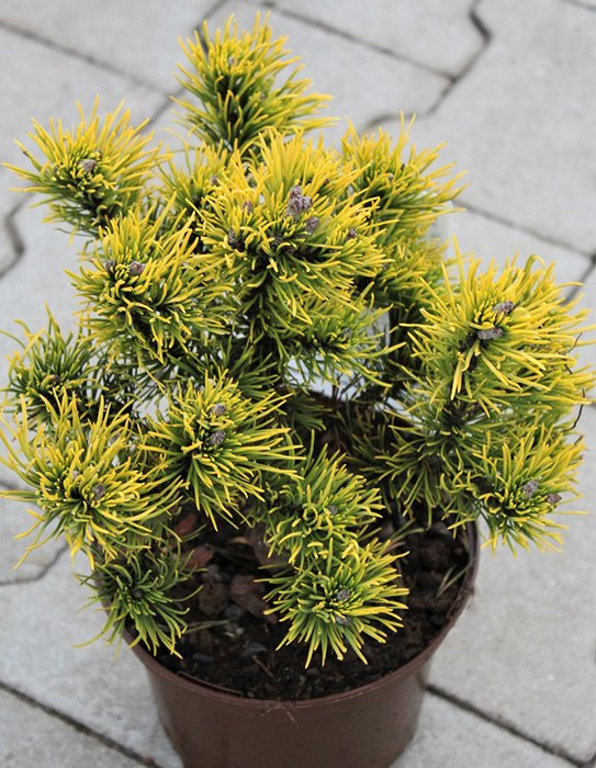 Превью изображения