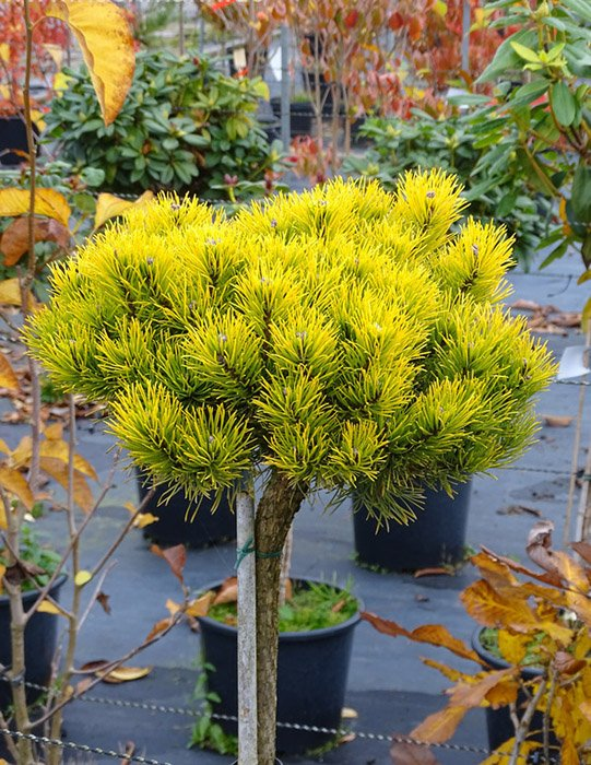 Превью изображения