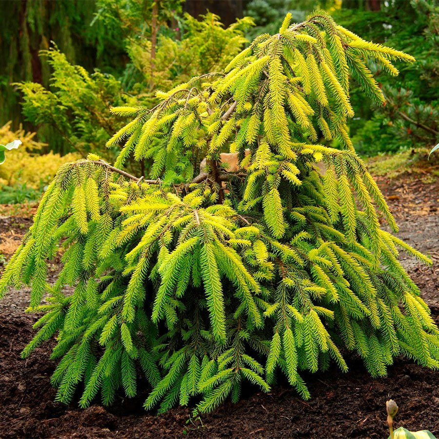 Превью изображения