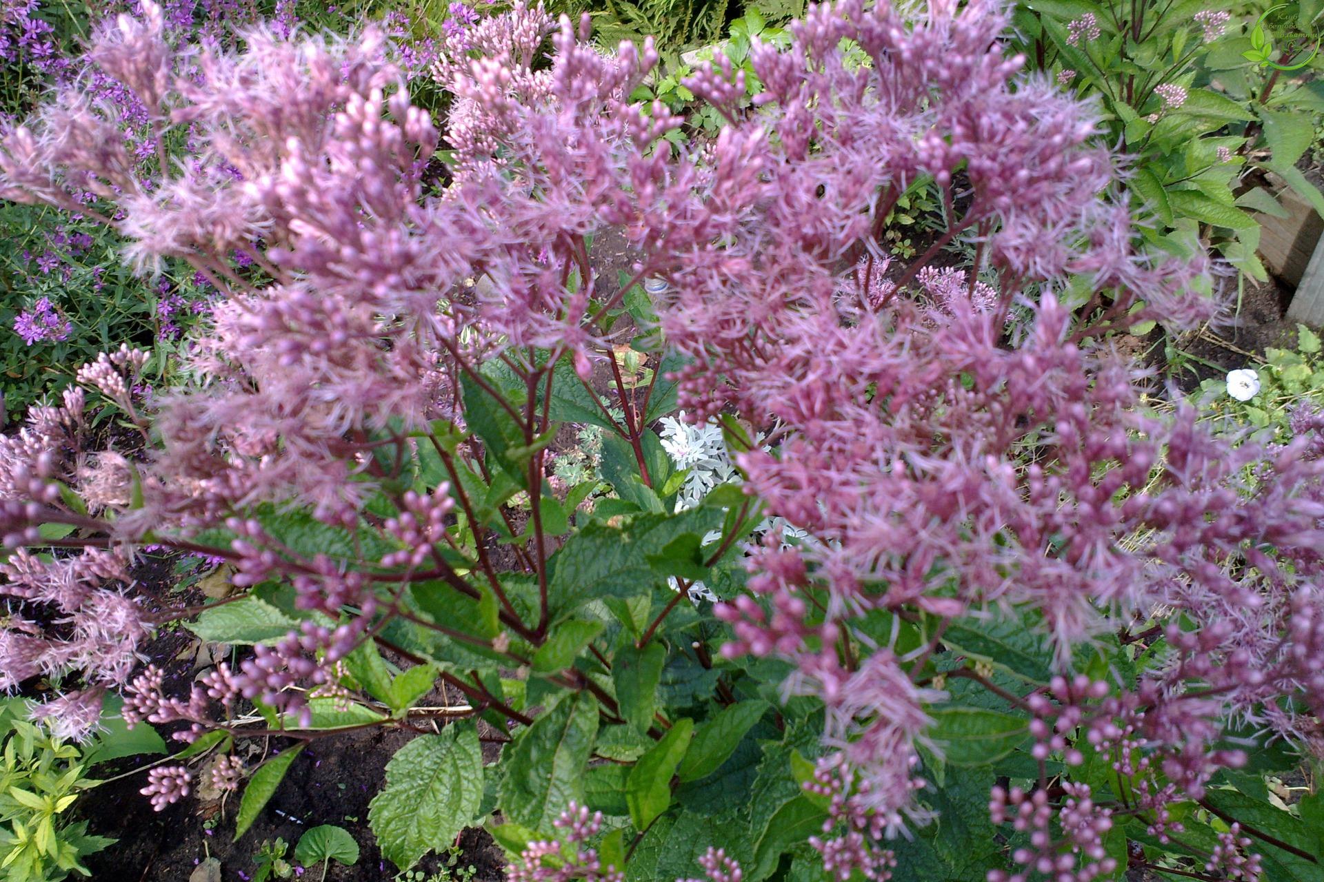 Превью изображения