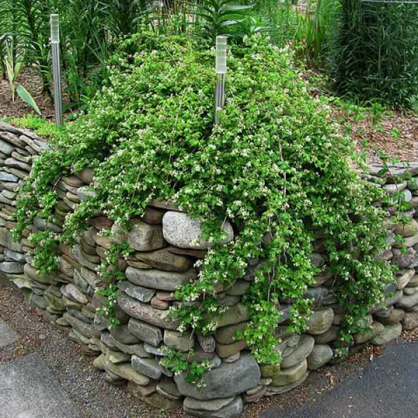 Превью изображения