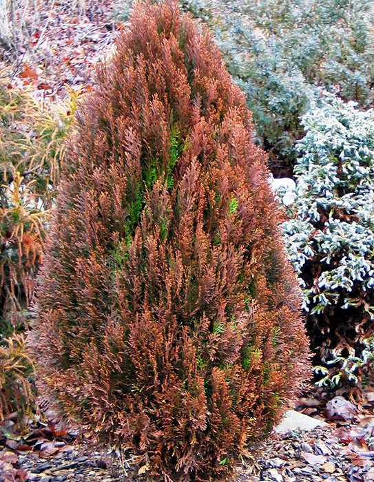 Превью изображения