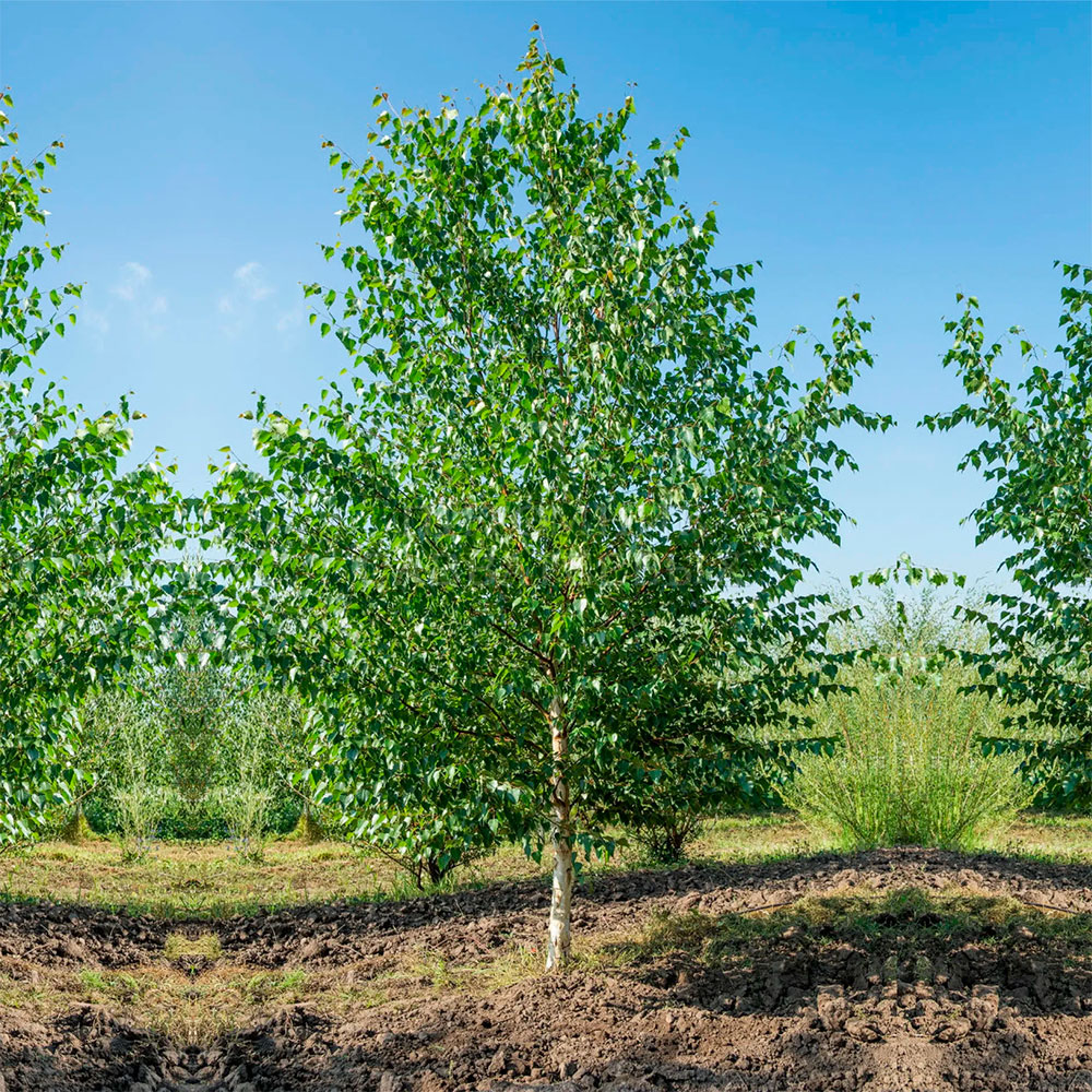 Превью изображения