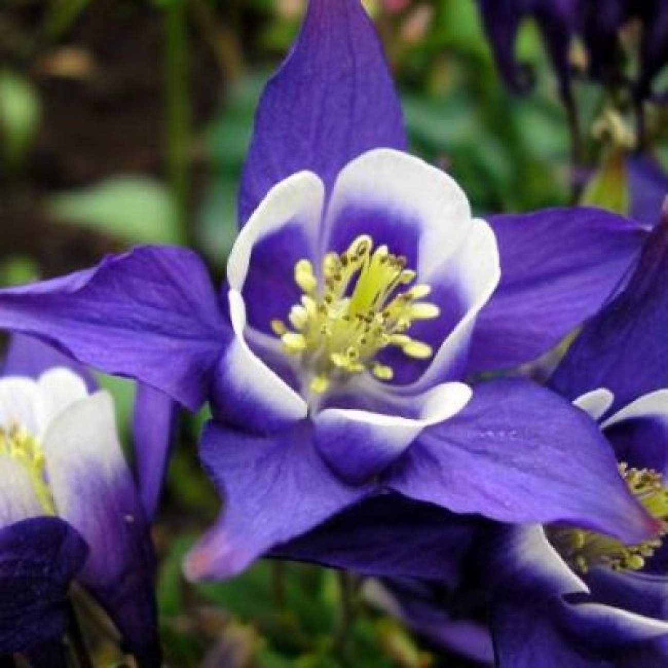 Превью изображения