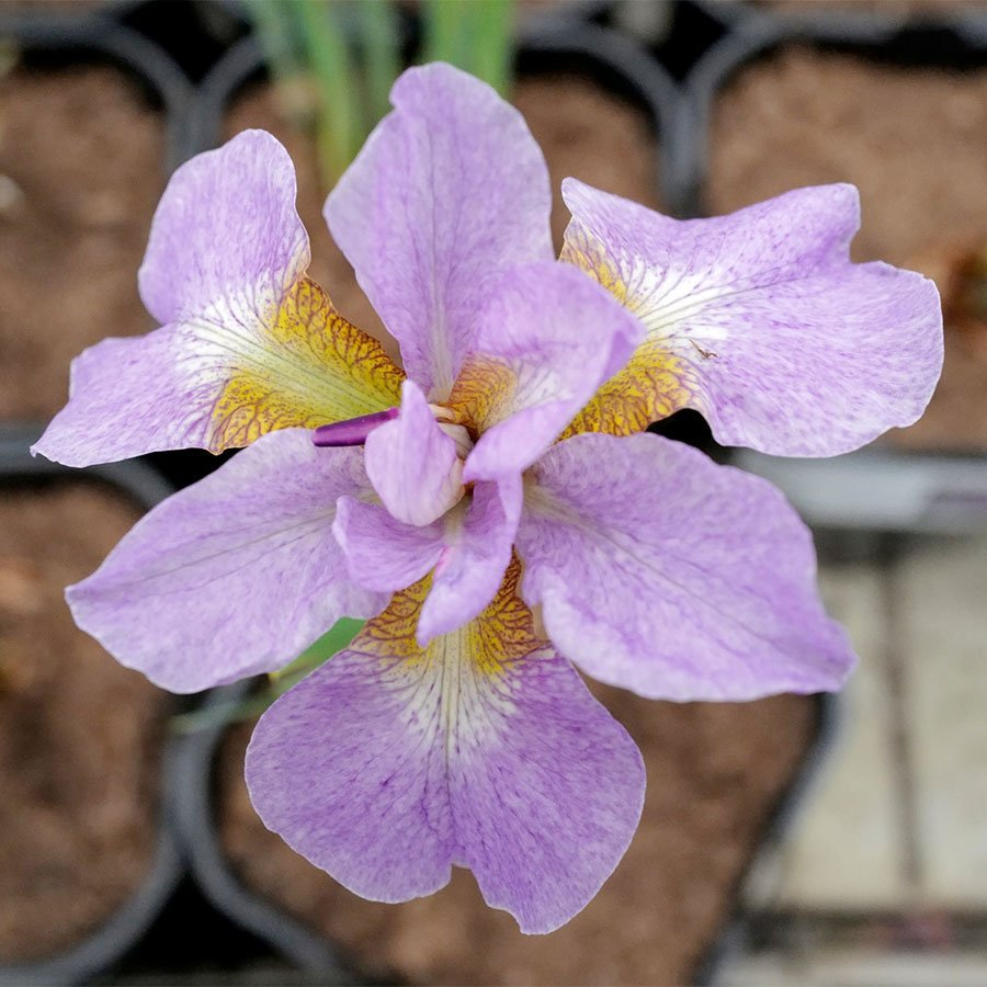 Превью изображения