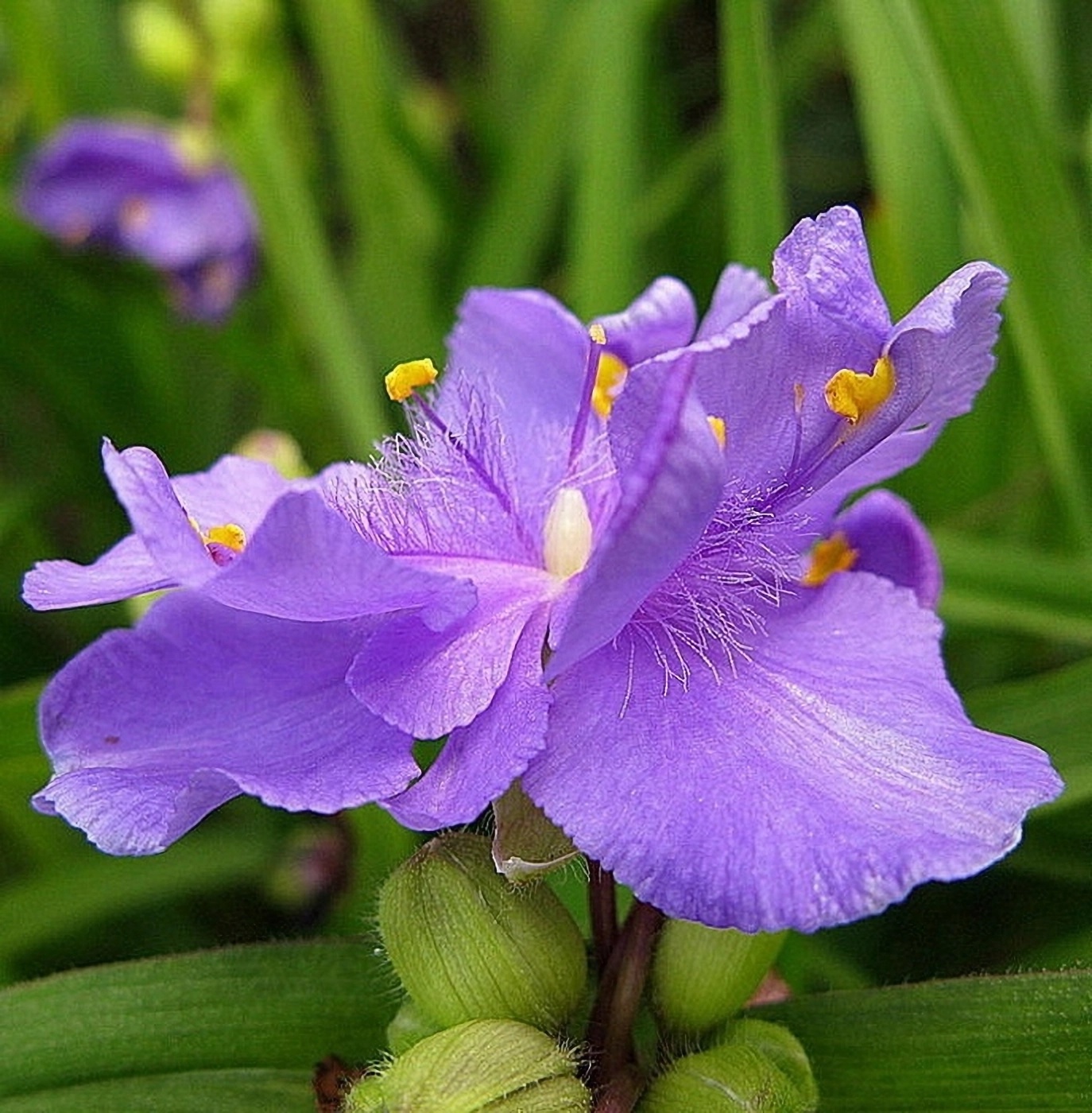 Превью изображения