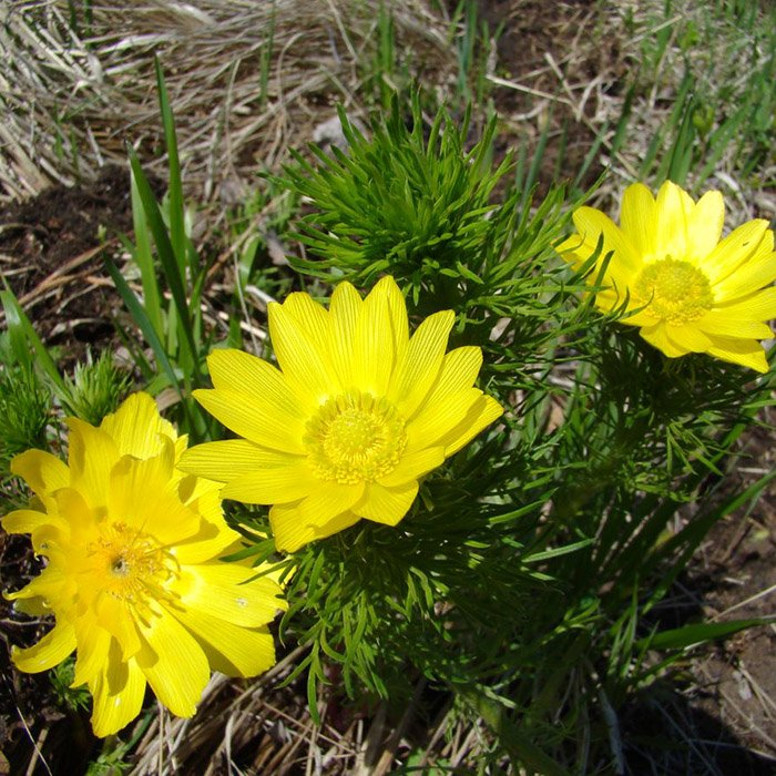 Превью изображения