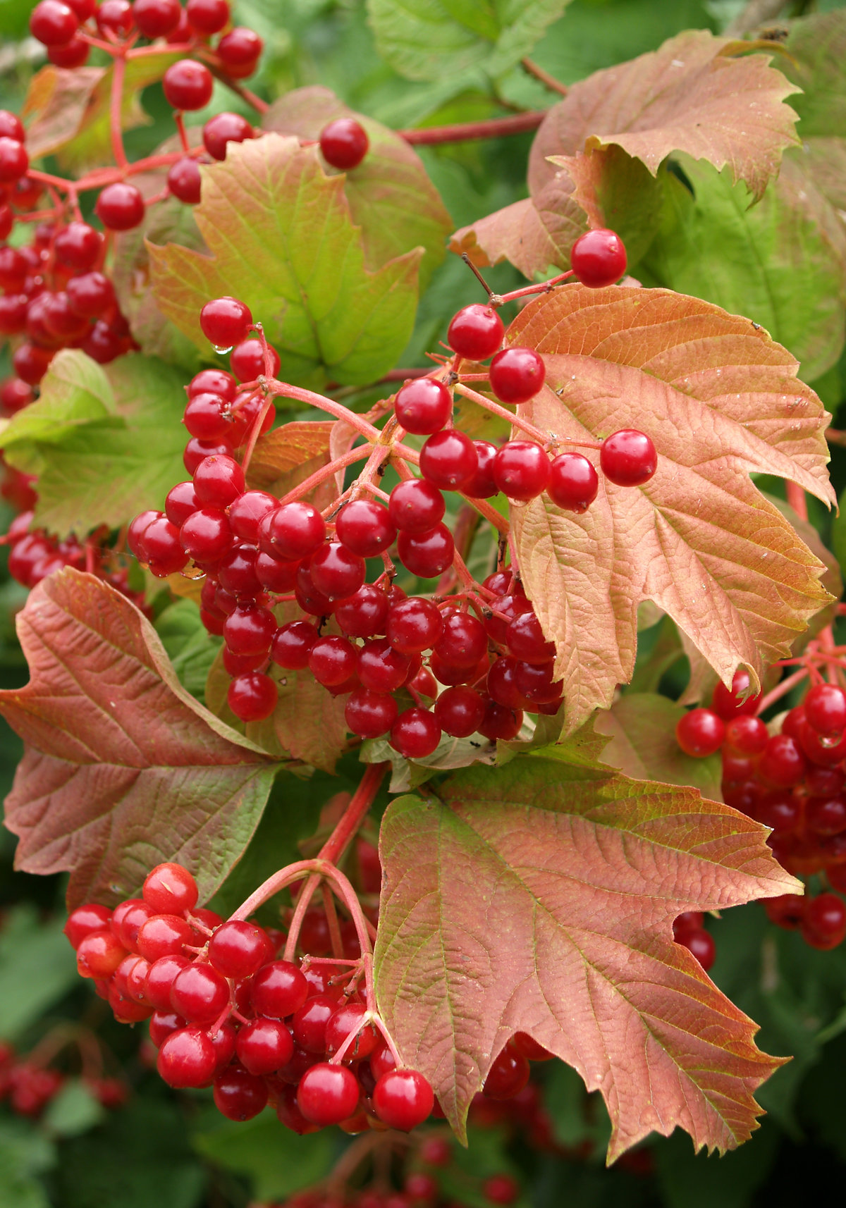 Превью изображения