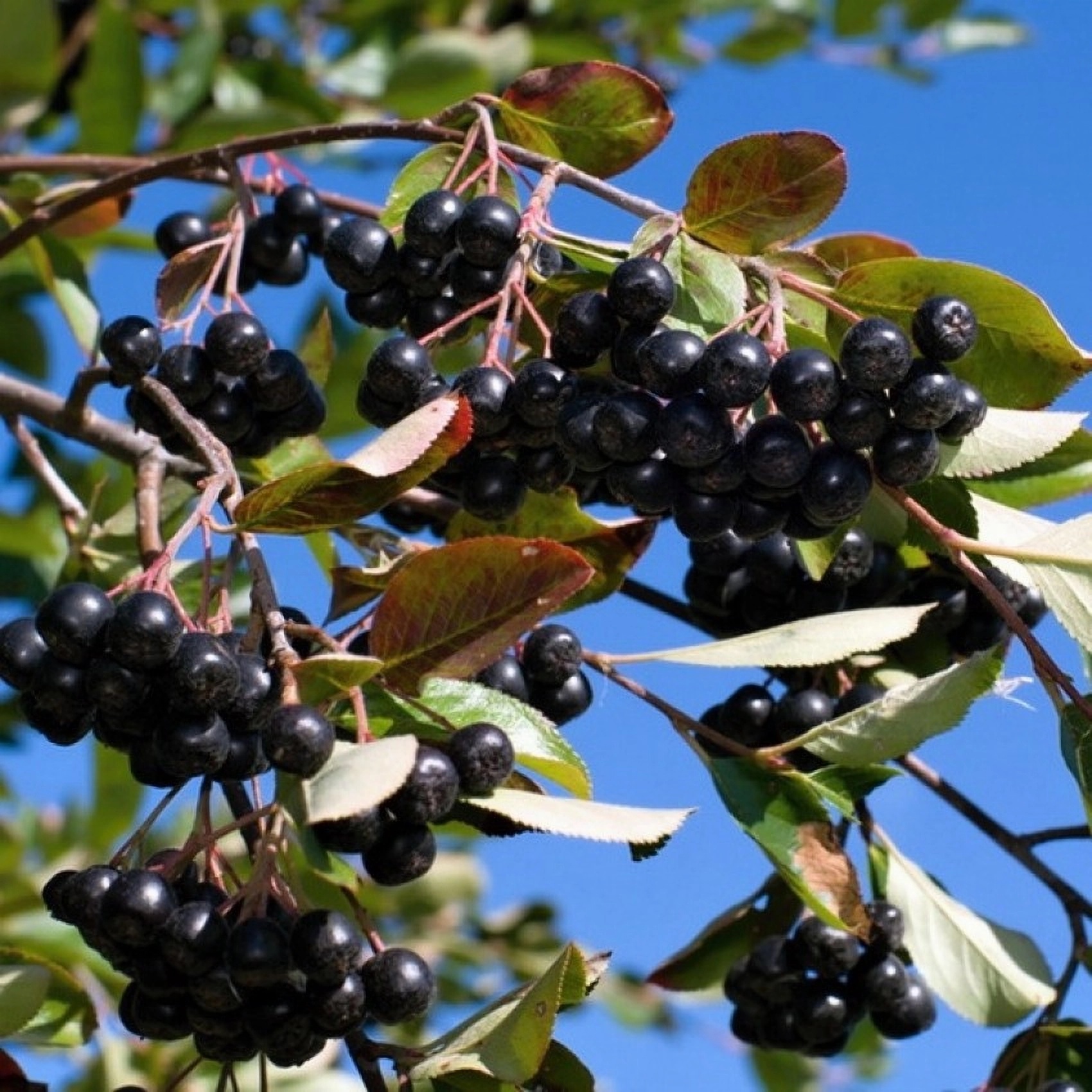 Превью изображения