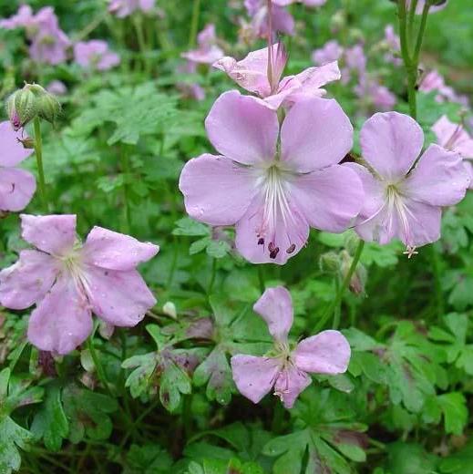 Превью изображения